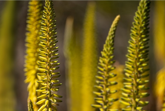 V├®g├®tation jaune, Cap-Vert