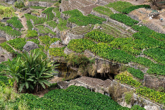 Cultures en terrasse, Santo Ant├úo, Cap-Vert