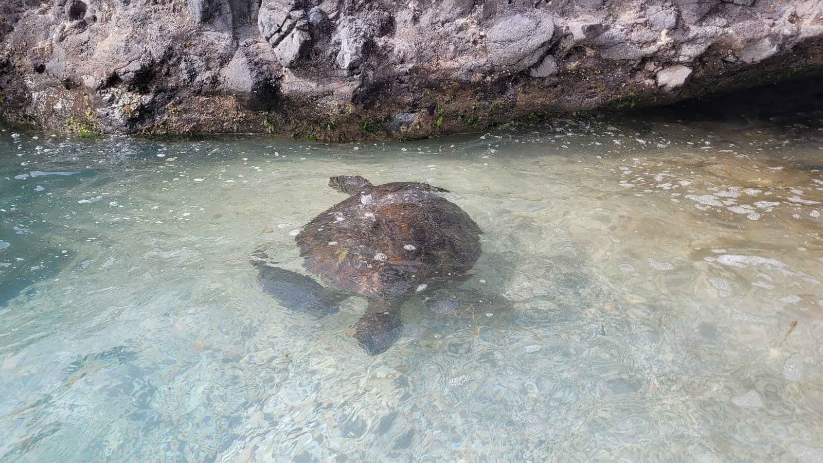 Tortue de mer, Cap-Vert